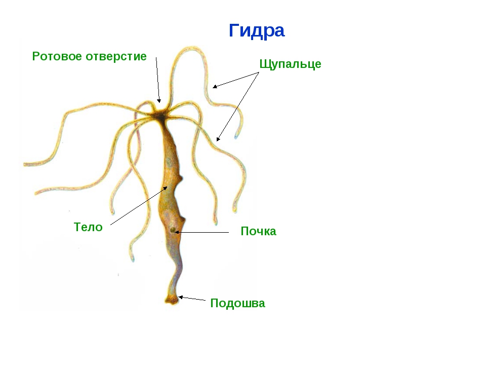 Как пополнить кошелек кракена